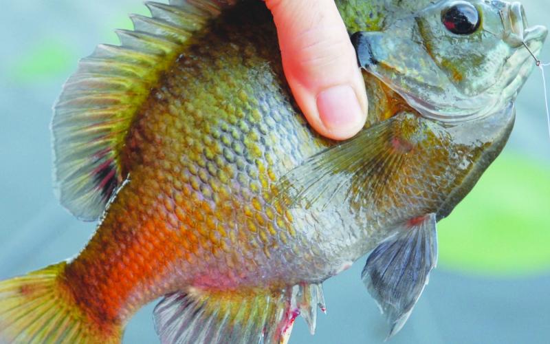 Bluegills are pint-sized fish with small mouths. Small hooks and bait work best. Photo by Matt Williams
