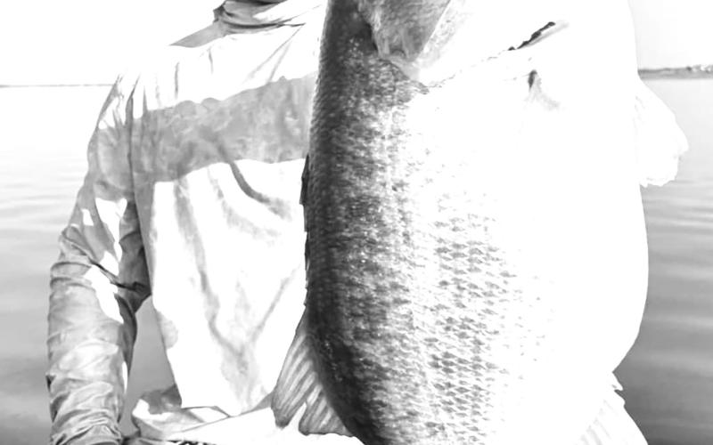 Lawrence Lee of Tolar with one of the four 13 pounders he landed in 2024. Lee is the first angler in program’s history to enter four 13 pounders in the Toyota ShareLunker program during the same calendar year.