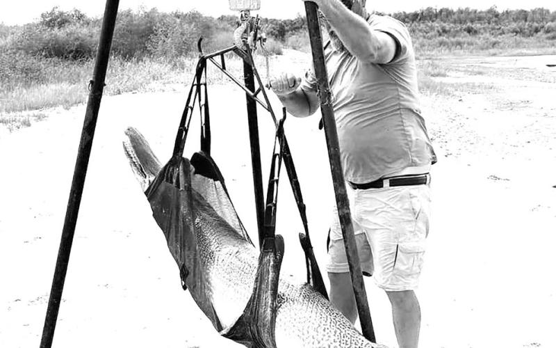 Capt. Kirk Kirkland weighs Art Weston’big gar at lakeside using a certified portable scale. If all of Weston’s recent record submissions are approved, he will own every IGFA line class record for alligator gar, plus the All-Tackle world record.