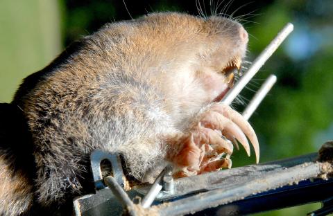 Pocket gophers are equipped massive claws and powerful front legs that are made for digging and pushing dirt. The rodents are notorious for constructing underground tunnel systems that can lead to erosion problems around homes, pastures and gardens. Courtesy/Matt Williams